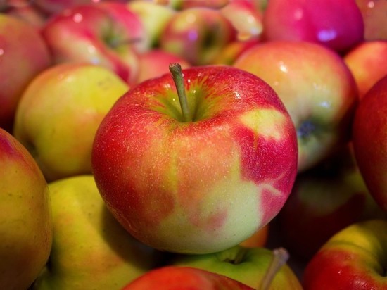 Глава Ленобласти Дрозденко оценил урожай яблок в саду Лужского района