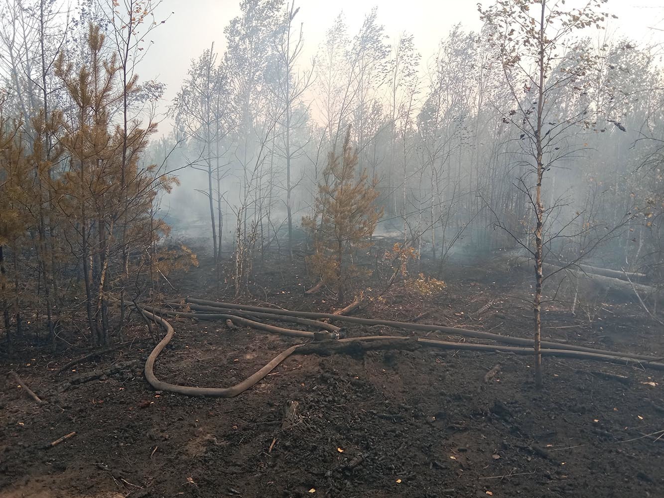 Сегодня в подмосковье трудно отыскать сад егэ. Подмосковные леса. Пожары в Подмосковье 2010. Лесной пожар картина.