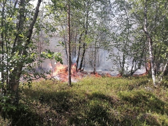 Минприроды Мурманской области: за неделю потушили два лесных пожара