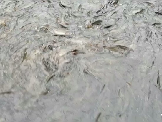 Река «закипела» из-за горбуши на Сахалине
