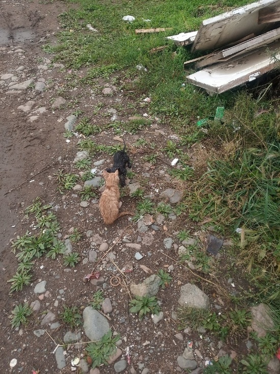 В районе Бурятии котят засунули в мешок и бросили умирать в мусорном баке