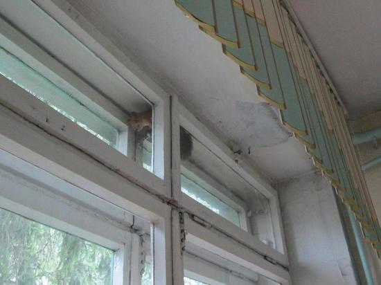 Белочка пришла к воспитательнице из детского сада Новосибирска
