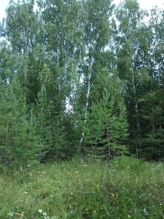 На Ямале снова потушили лесные пожары