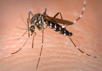 Что важно знать о проблемах профилактики переносимых насекомыми болезней