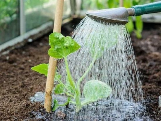 Новые способы борьбы с засухой пытаются найти подмосковные садоводы