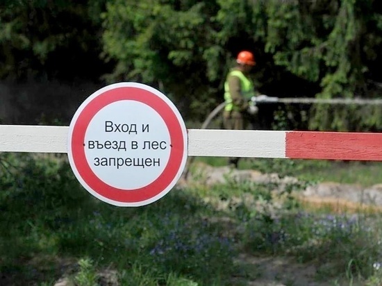 Во Владимирской области запретили посещать леса