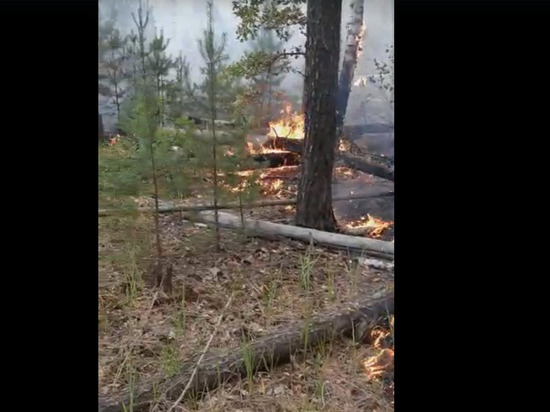 Под Рязанью засняли горящий лес в 3 км от Деулина