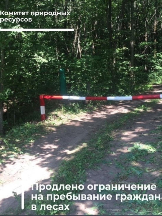 В Курской области продлено ограничение на посещение лесных массивов