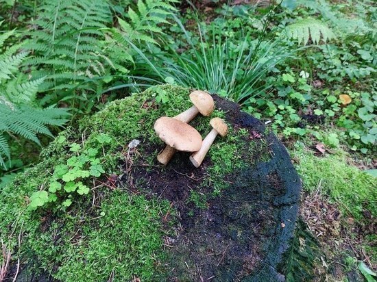 После аномальной жары петербуржцы не досчитались грибов в лесах