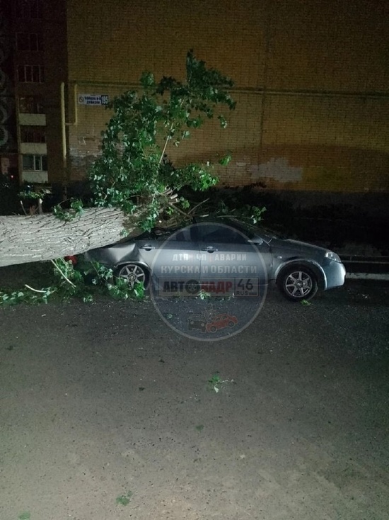 В Курске на Северо-западе огромное дерево рухнуло на автомобиль