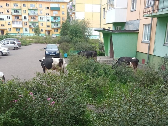 Бесшумно косят траву: коровы пасутся у подъезда в кузбасском городе