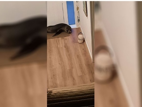 Новозеландский тюлень захватил дом и выставил из него кошку