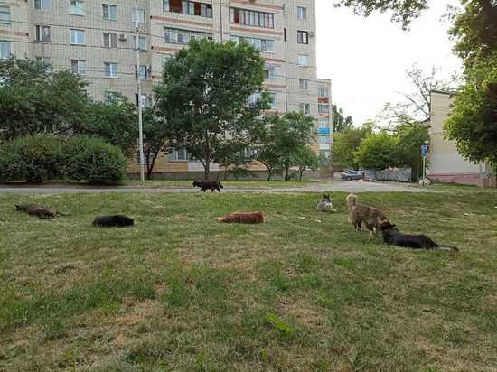 Жители Ставрополя пожаловались на засилье бродячих собак