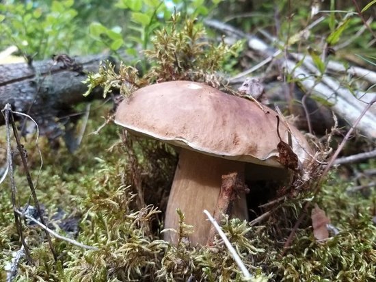 Знойная погода без дождей сильно подпортила охоту грибникам в лесах Ленобласти