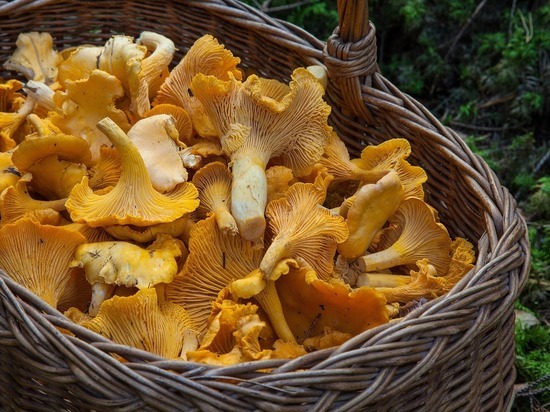 Как правильно собирать грибы и какие категорически нельзя есть: Роспотребнадзор дал советы петербуржцам