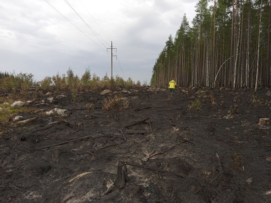 Четыре гектара горящего леса удалось потушить в районе Карелии