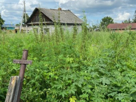 В огороде жительницы Хабаровского края найдены больше 800 кустов конопли