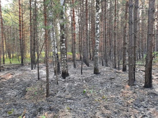 Лесной пожар в Марий Эл охватил около 700 гектаров земли