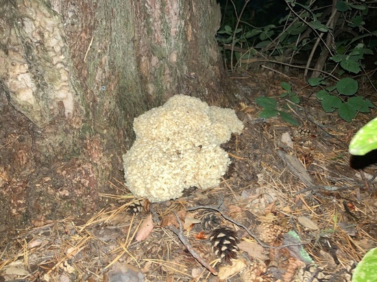 Краснокнижную грибную капусту нашли в лесу под Новосибирском