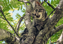 Сгонять котов и кошек с деревьев крайне жестоким способом начали в Ликино-Дулево