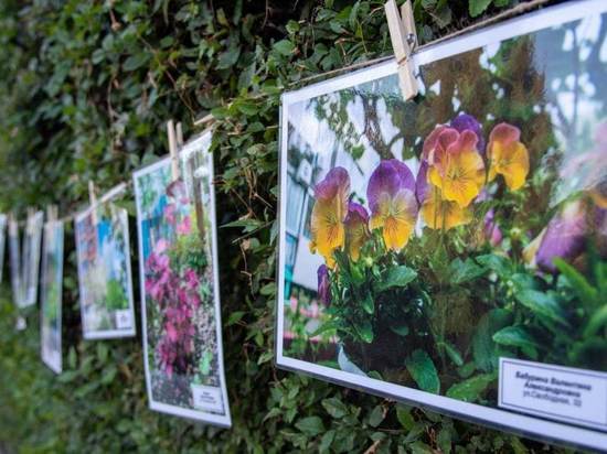 Фестиваль цветов «Город в цвете» прошел в Благовещенске