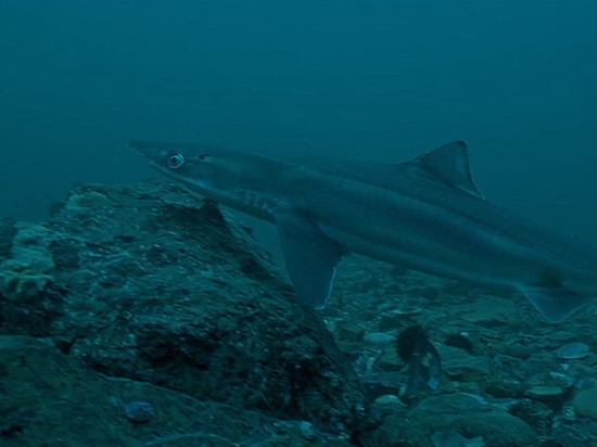 Приморский дайвер рассказал, как уберечься от акулы