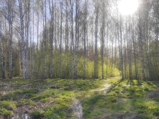 В Вологодской области вводят запрет на посещение лесов