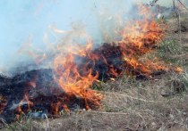 Власти Москвы сообщили об увеличении численности группы спасателей, направленных из столицы на тушение природных пожаров в Рязанской области