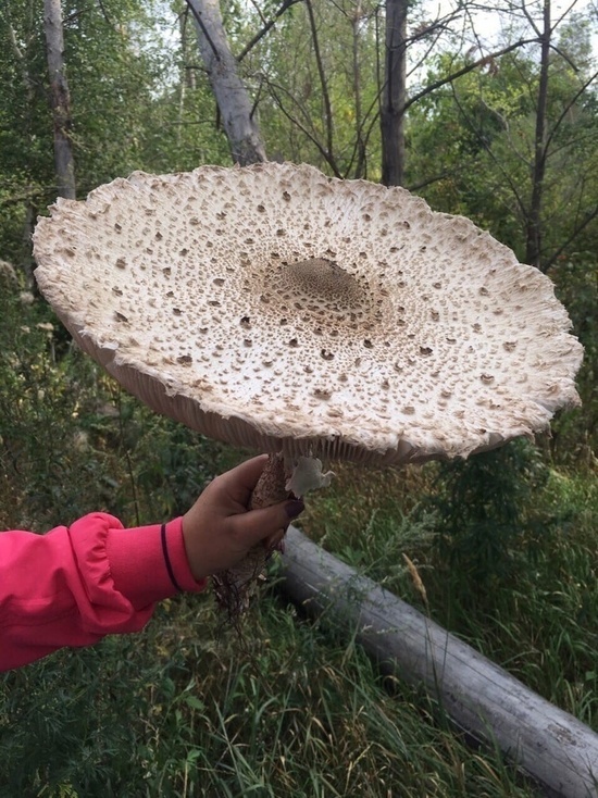 После снятия пожарных ограничений в лесах Серпухова можно будет найти грибы-гиганты