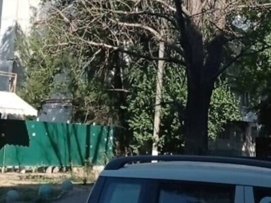 В Ростове-на-Дону огромная ветка упала на прохожую с ребенком