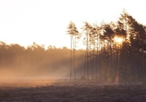 Чтобы не потеряться в лесу, человек может придерживаться трёх стратегий выживания - статической, динамической и комбинированной