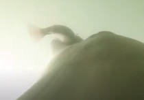 Дрессированный дельфин попал в кадр, поедая ядовитых морских змей