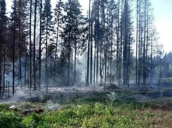 На Ямале горят 7 гектаров леса