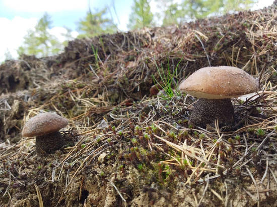 Яд на полянке: как не отравиться грибами и не спутать съедобные с опасными