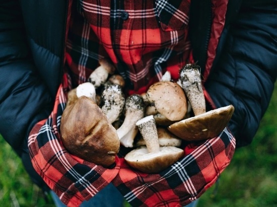 В Новосибирской области три человека отравились грибами в 2022 году