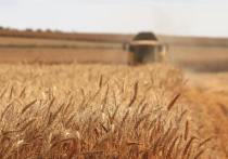 Россия, один из основных экспортеров зерновых в мире, за июль-август нынешнего года сократила поставки за рубеж почти на 27%