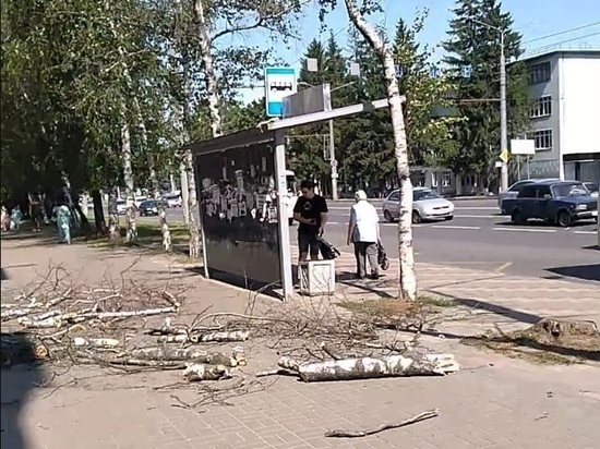 На остановке в центре Курска на женщину обрушилась береза