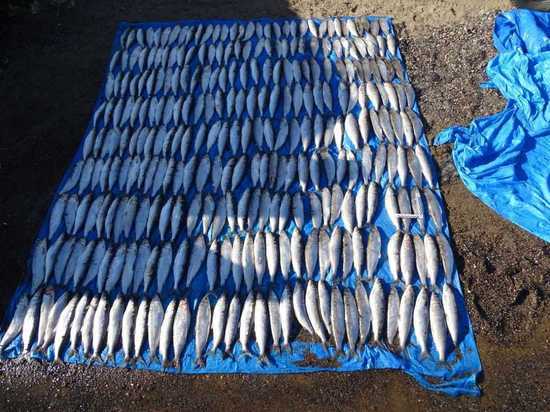 В Бурятии выросла раскрываемость по рыбному браконьерству