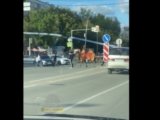 Новосибирцы заметили переходившего дорогу верблюда в Октябрьском районе