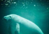 Дюгонь, морское млекопитающее, которое сотни лет обитало в южных водах Китая, теперь считается вымершим в стране