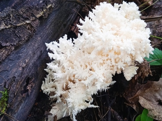 Житель Новосибирской области нашел редкий гриб-коралл