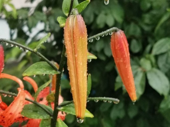 В Хабаровском крае 26-28 августа погода будет неустойчивой