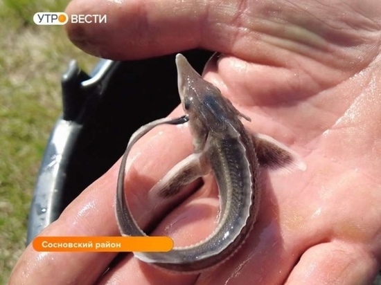 В реку Цна в Сосновском районе выпустили 19 тысяч мальков стерляди