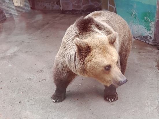 Медведи в Липецком зоопарке любят мороженое из яблок
