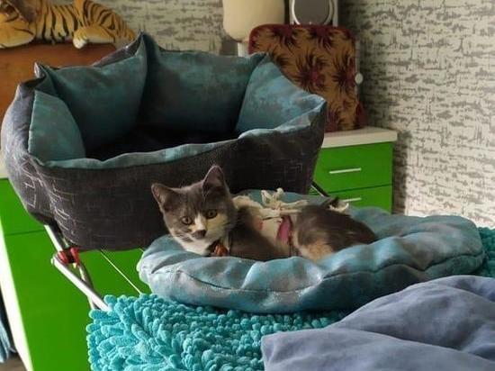 Котенок со срезанной кожей идет на поправку в Новосибирске