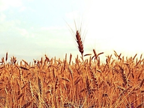 В Рассказовском районе трое работников сельхозпредприятия украли тонну зерна пшеницы