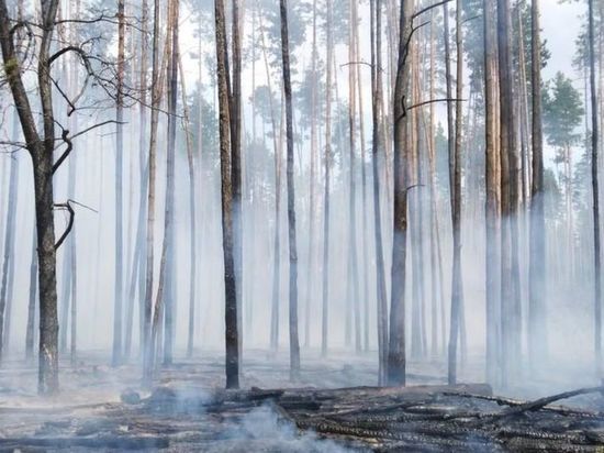 В Кадомском районе Рязанской области загорелся лес