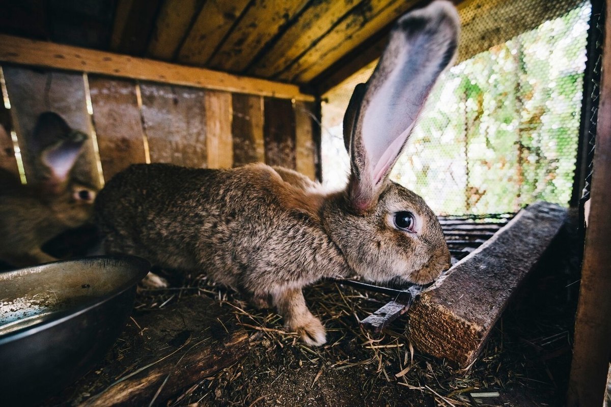 Кролики живут на ферме. Раббит кролиководческая ферма. Кроличья ферма Бахчисарайский район. Кроличья ферма Зайко. Ферма кроликов.