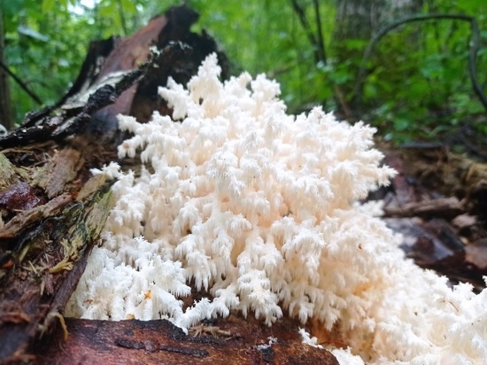 Один из самых необычных и редких грибов нашли в Полистовском заповеднике