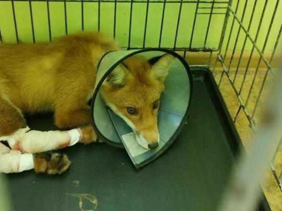 Благодаря неравнодушному водителю у сбитой на ивановской трассе лисы появился шанс выжить